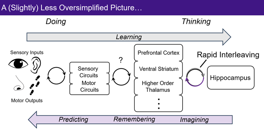 Diagram showing areas of the brain involved in thinking and doing.