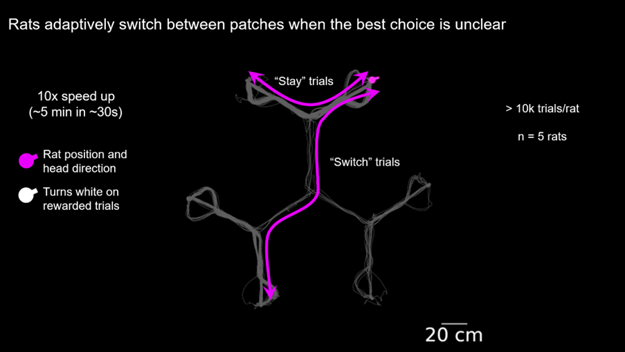 Diagram showing a rats position over the course of a session. The rat position and head direction is in magenta.