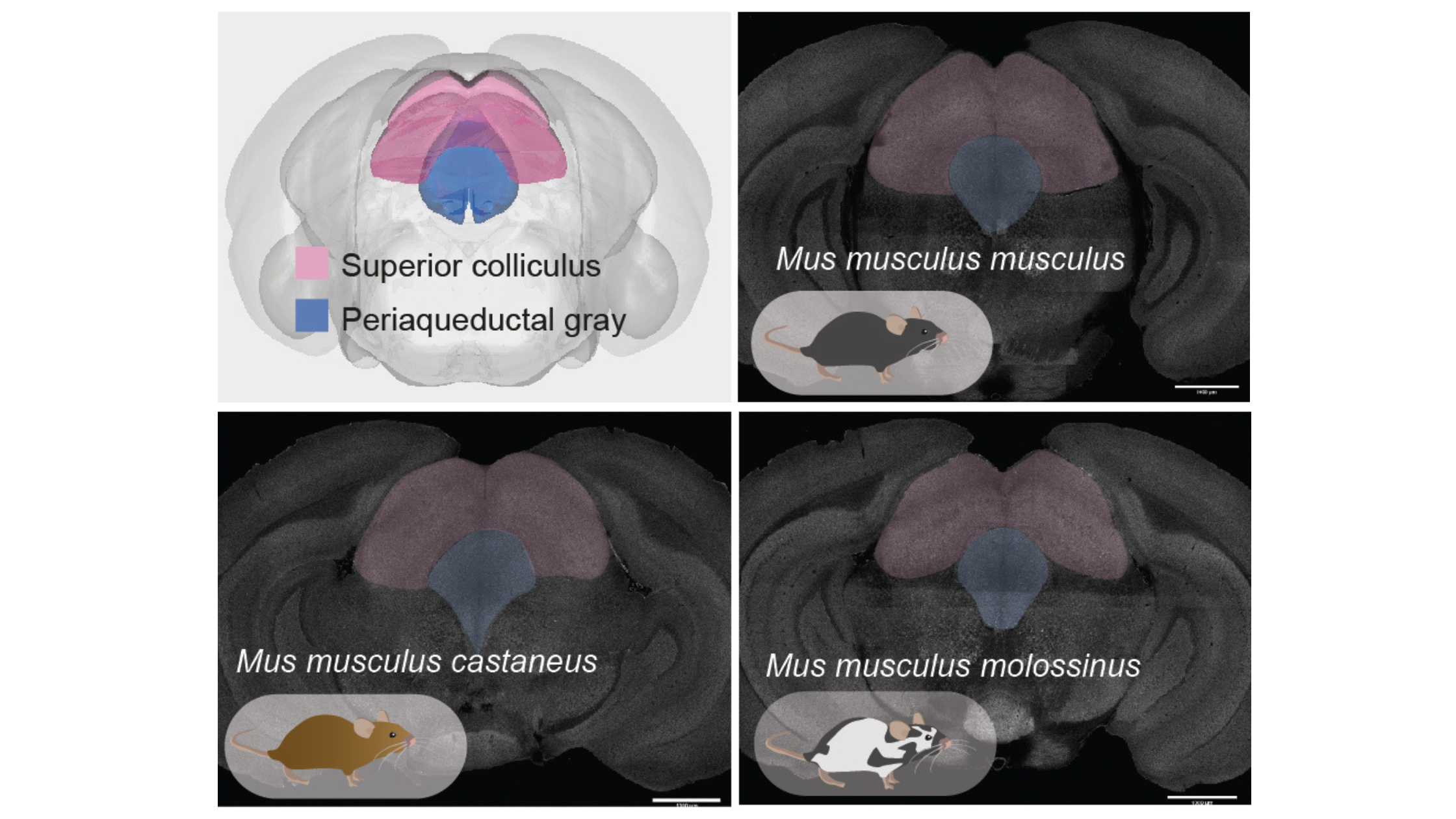 Collage of four images showing brains with the Superior colliculus and periaqueductal gray areas highlighted. The top left is a diagram, top right is Mus musculus musculus, bottom left is Mus musculus castaneus, and bottom right is Mus musculus molossinus.