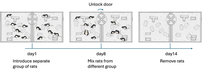Three illustrations of rats in a zoo-like environment with a wall separating two groups in the first image, the rats from different groups mixing in the second image and the rats being removed in the third illustration