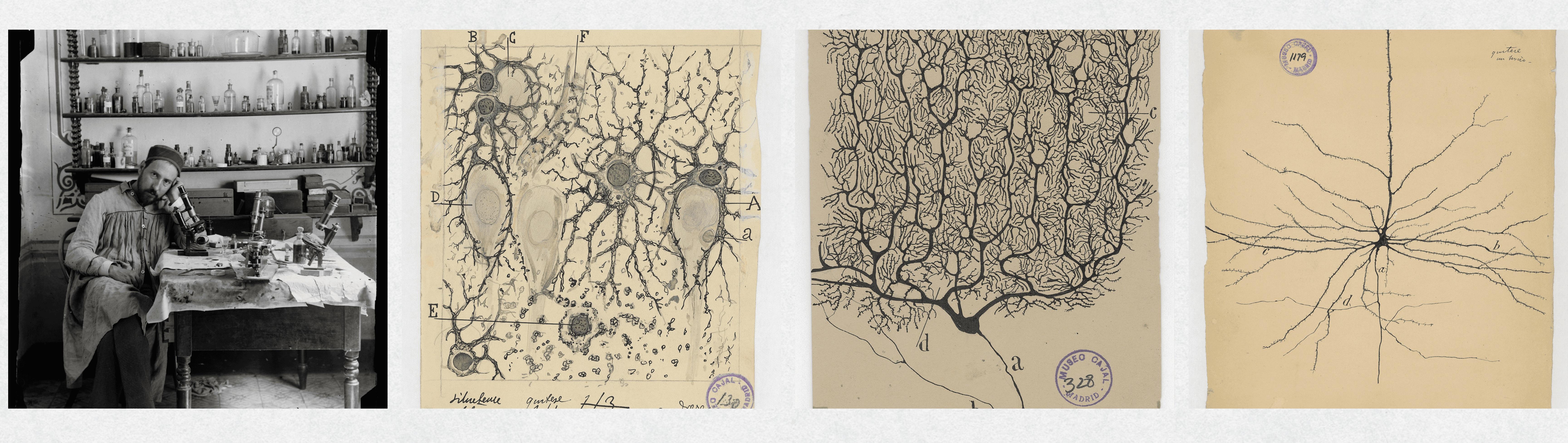 Four images in a row starting with a photo of Cajal in the lab on the left followed by three of his scientific drawings on the right