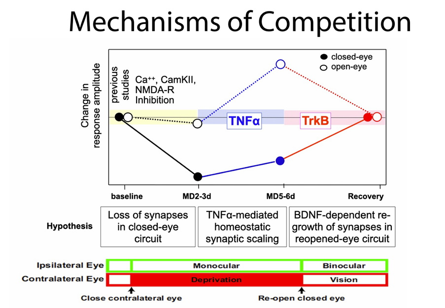 Diagram showing mechanisms of competition
