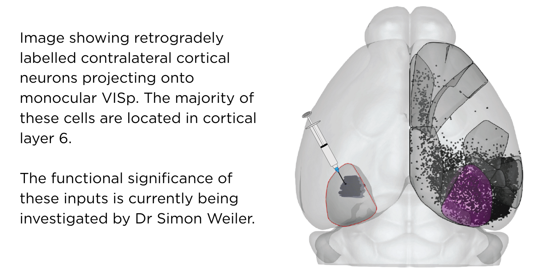 Image showing retrogradely labelled contralateral cortical neurons projecting onto monocular VISp. The majority of these cells are located in cortical layer 6.  The functional significance of these inputs is currently being investigated by Dr Simon Weiler.