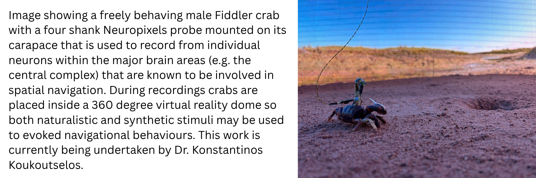 Photo of a Fiddler crab in the 'crabitat'