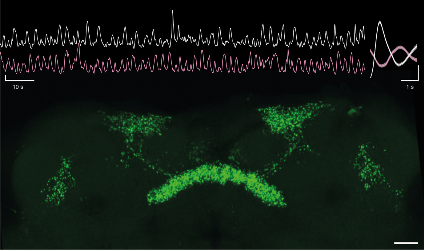 Figure 1 | Top left, simultaneous calcium-imaging of dorsal fan-shaped body neurons in both hemispheres. Top right, average GCaMP-transient in one hemisphere (white), and the associated GCaMP-waveform on the contralateral hemisphere (red). Y-axis scale bars: 1 z-score. Bottom, maximum intensity projection of a fly midbrain where dorsal fan-shaped body neurons have their mitochondria labelled with mito-GFP. Scale bar: 20 µm.