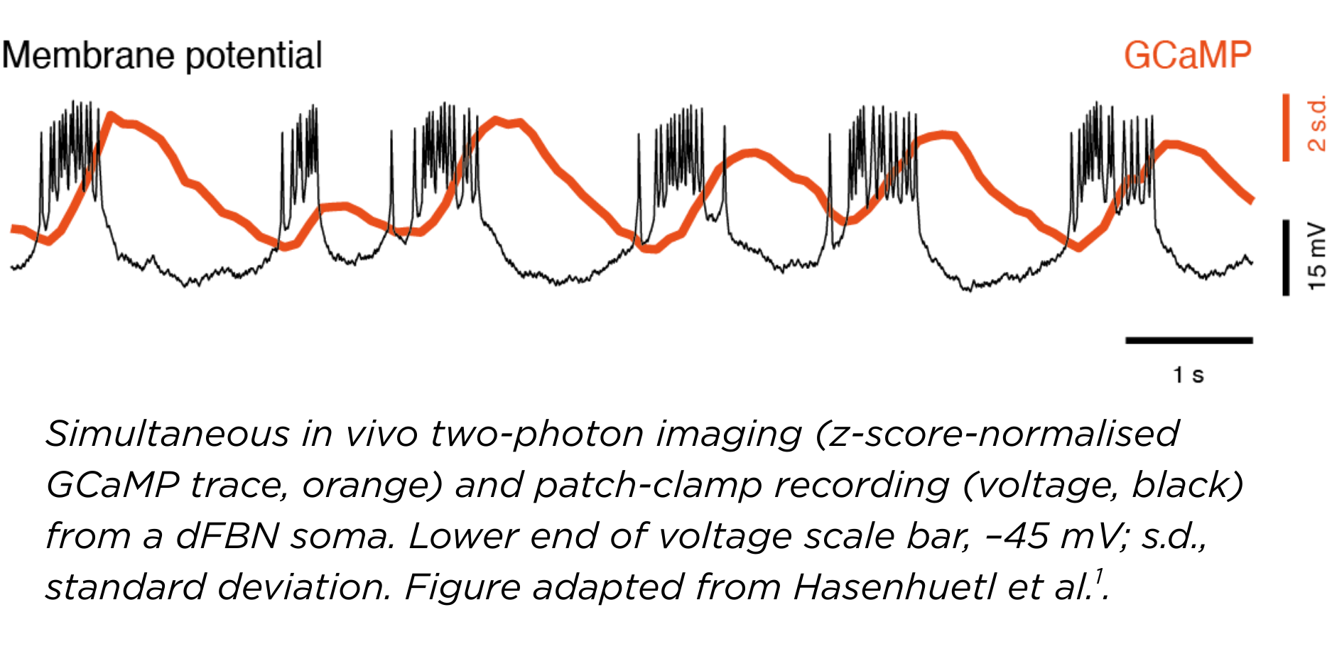 Simultaneous in vivo two-photon imaging (z-score-normalised GCaMP trace, orange) and patch-clamp recording (voltage, black) from a dFBN soma. Lower end of voltage scale bar, –45 mV; s.d., standard deviation. Figure adapted from Hasenhuetl et al.