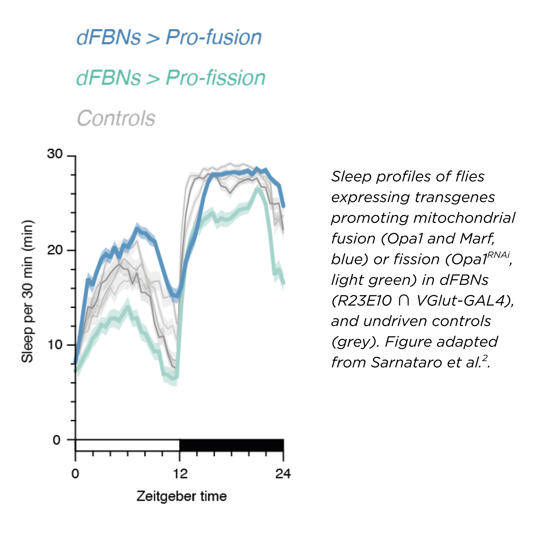 Sleep profiles of flies expressing transgenes promoting mitochondrial fusion (Opa1 and Marf, blue) or fission (Opa1RNAi, light green) in dFBNs (R23E10 ∩ VGlut-GAL4), and undriven controls (grey). Figure adapted from Sarnataro et al.