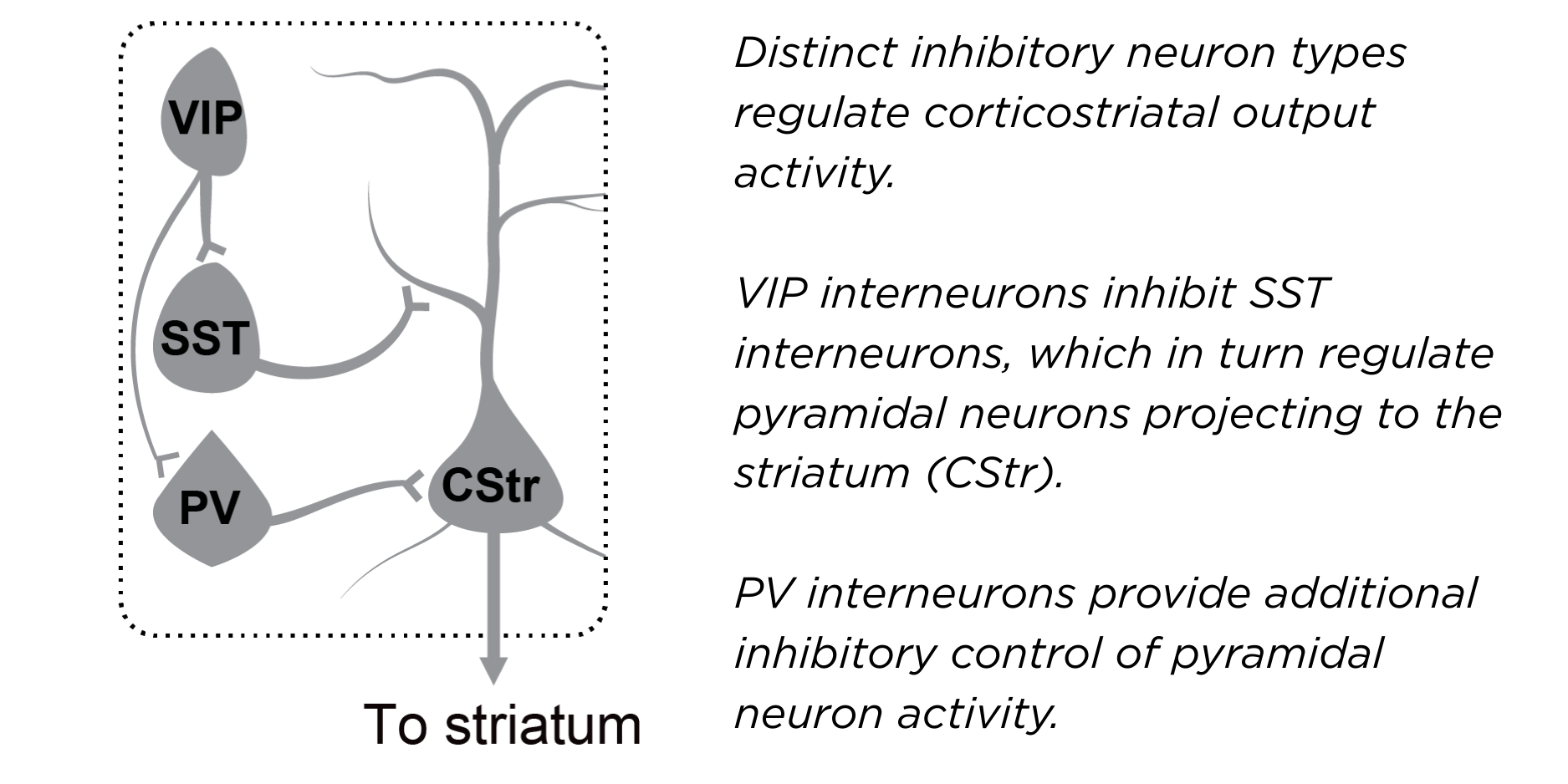 Distinct inhibitory neuron types regulate corticostriatal output activity.