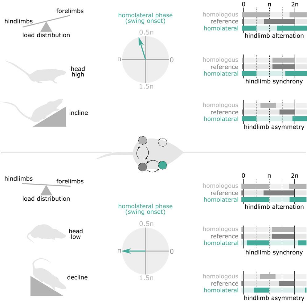 Summary of the work showing the changes in limb movements in the experiments.