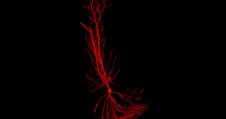 Single-synapse resolution image of a CA1 PN expressing tdTomato (red) and EGFP-Gephyrin (green).