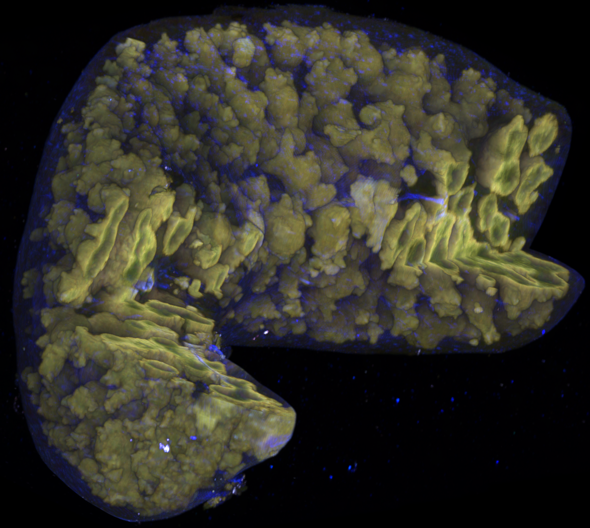 Mouse spleen