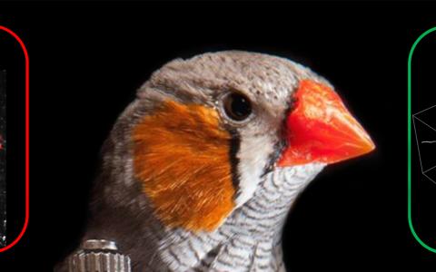 Zebra finch
