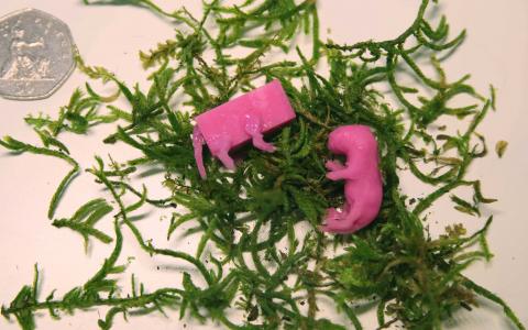 Silicone pup dummies