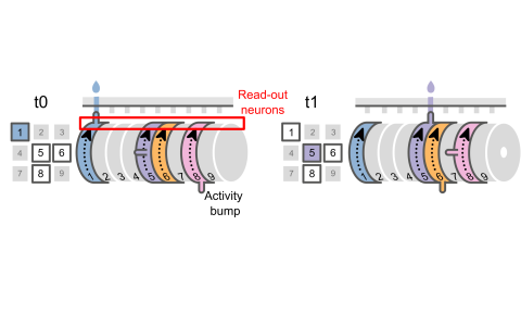 The brain acts like a music box in the way that it can be configured to play behavioural actions. Credit: Dr Gil Costa