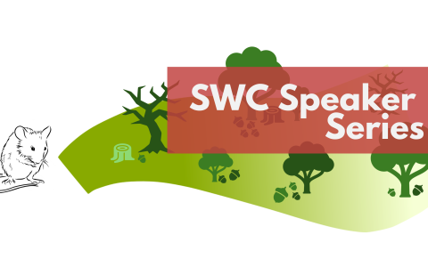 Illustration of a mouse on the left with trees on the right some with acorns dotted around near them