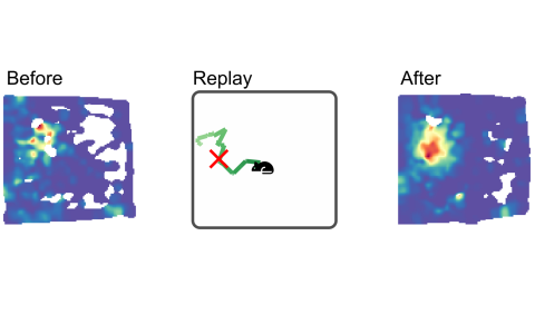 An example hippocampal neuron that obtains a new place response after first firing in replay.