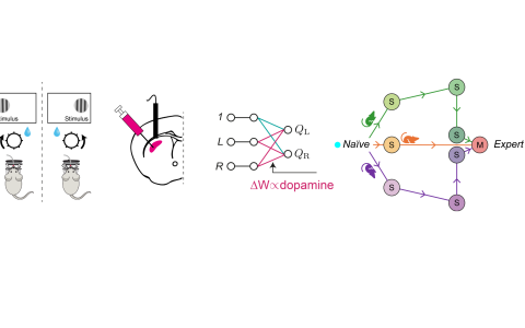 Diagram showing four images depicting behaviour, striatal dopamine, deep RL model and saddle points