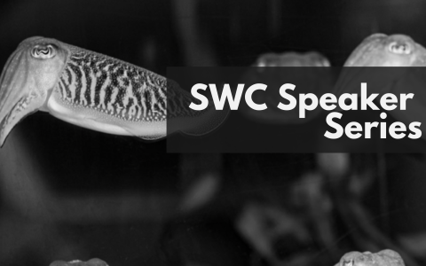 Photo of adult Sepia officinalis (~6cm length) in an aquarium at the Max Planck Institute for Brain Research with text overlaid "SWC Speaker Series"