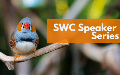 Photo of a Zebra Finch sitting on a branch, overlaid with 'SWC Speaker Series'