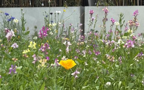 A photo of the SWC rooftop wild flower meadow in bloom