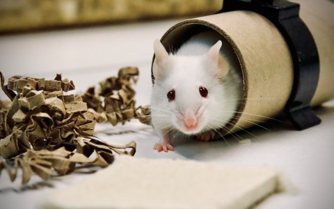 Photo of a mouse with enrichment