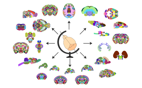 Illustration with the BrainGlobe logo in the middle and arrows to all the surrounding BrainGlobe atlases 