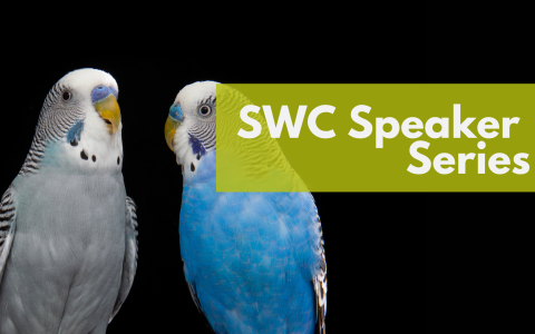 Photo of two budgerigars with text overlaid "SWC Speaker Series"