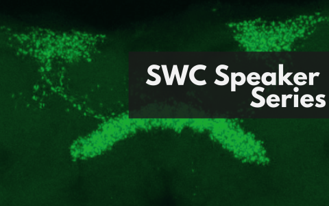 SWC Speaker Series graphic with fruit fly neurons labelled in green