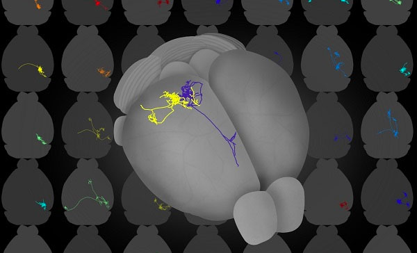 Mouse visual cortex Mouse visual cortex