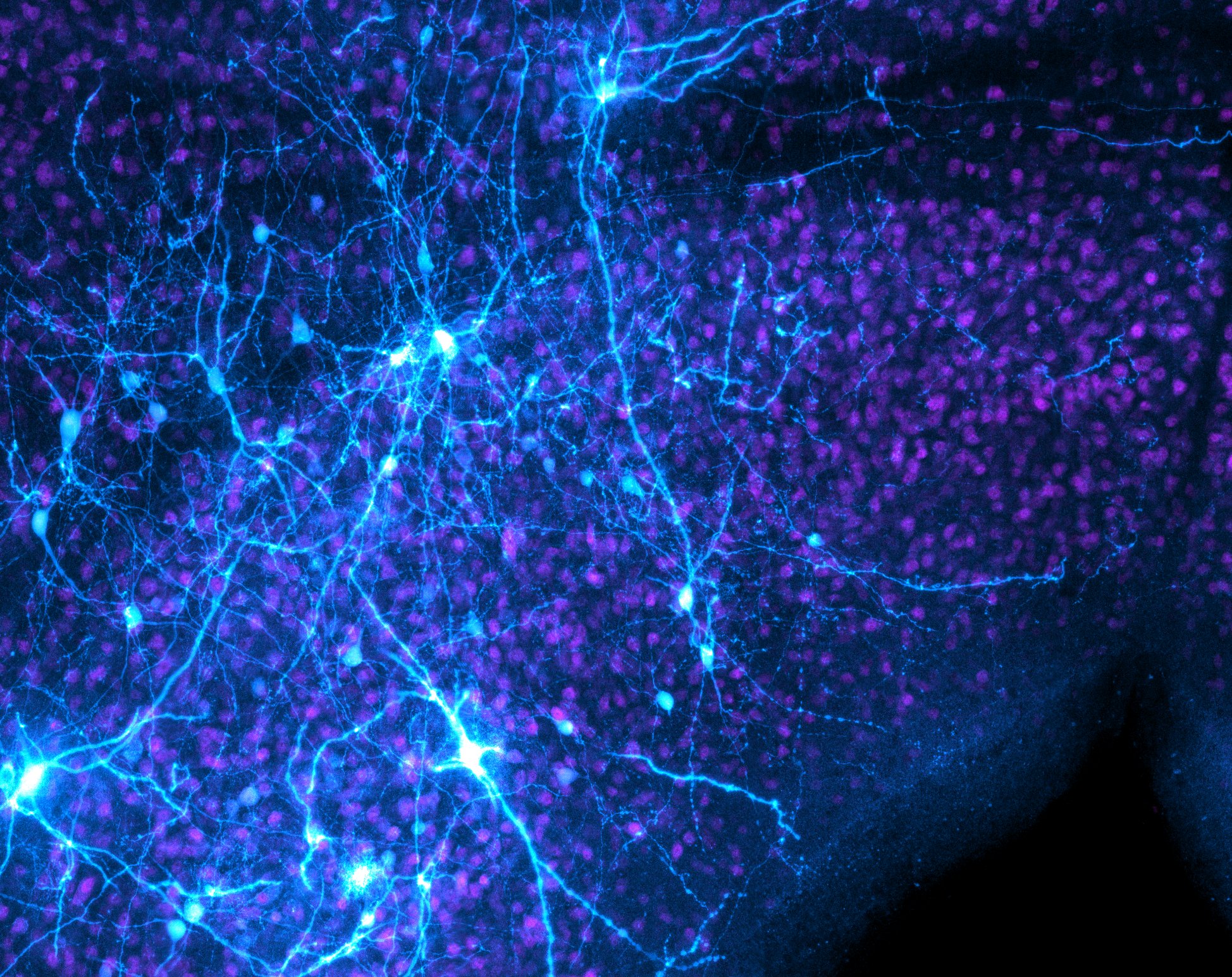 Escape Decision Neurons - Mouse Midbrain