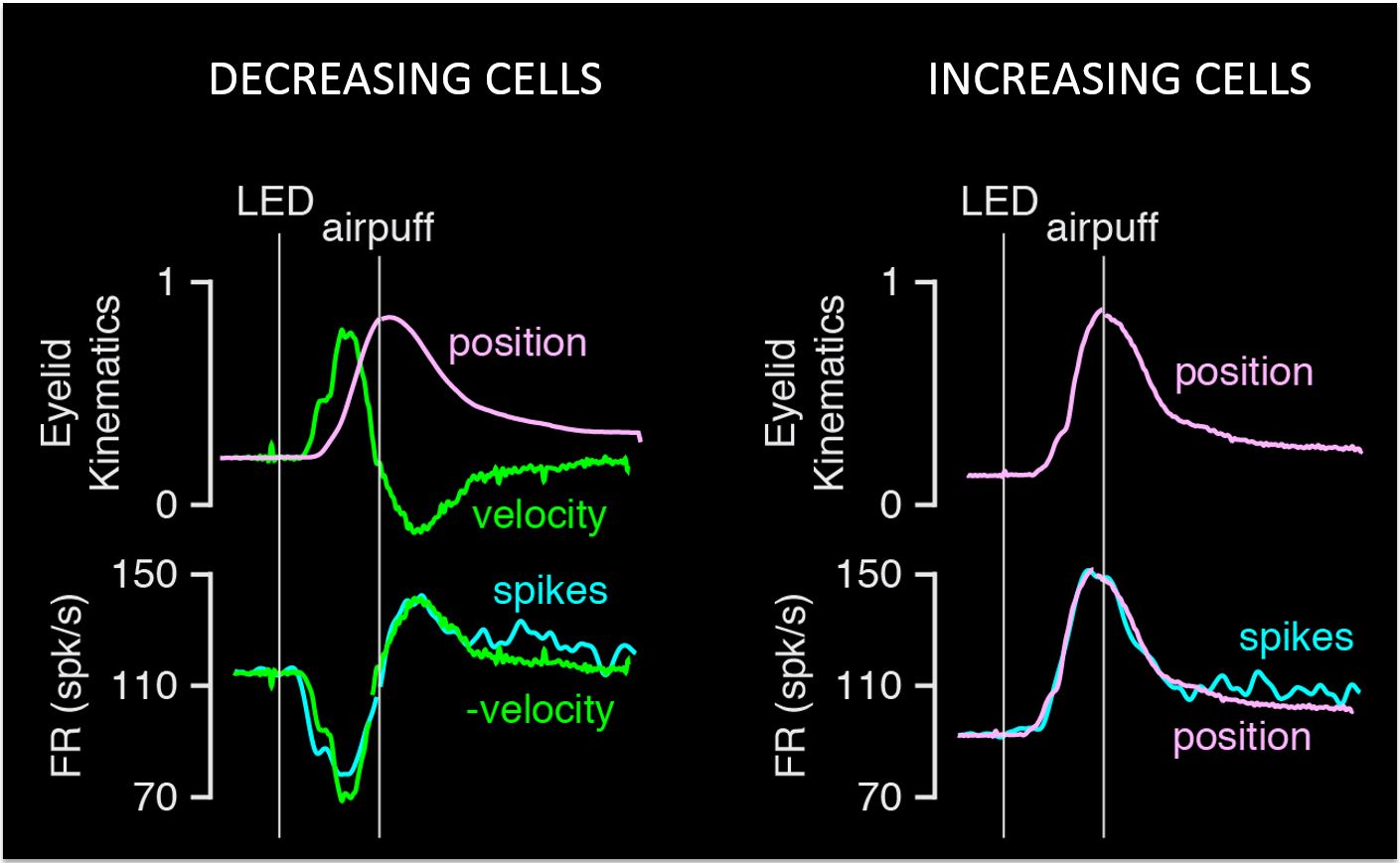 Purkinje cells firing