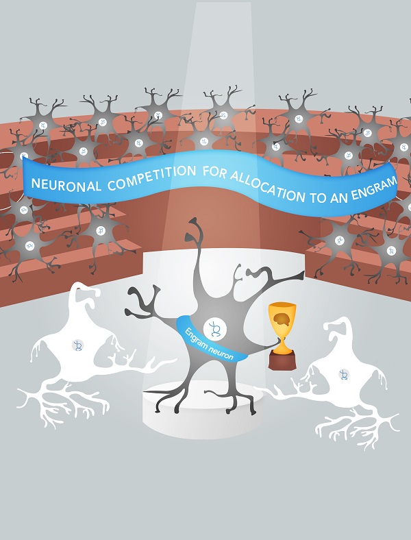 Neuronal competition for engram allocation