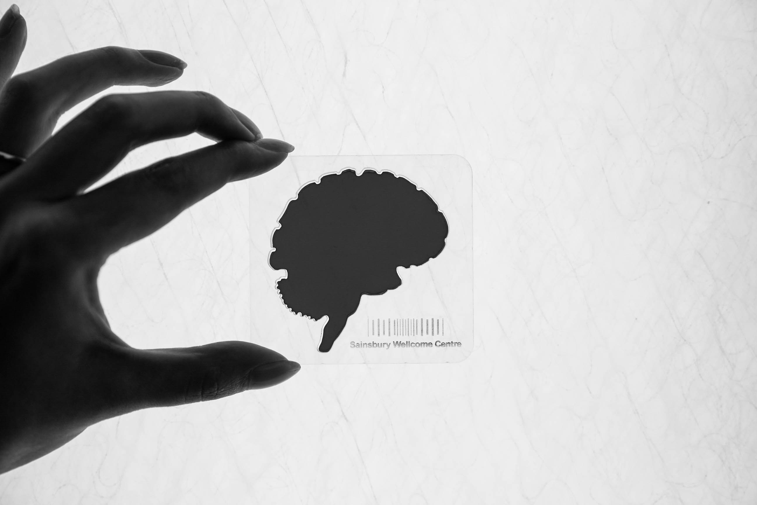 Brain stencil in hand
