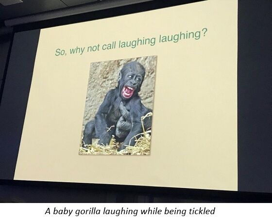 Baby gorilla laughing - Frans de Waal