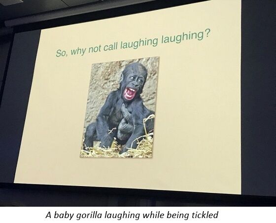 Baby gorilla laughing - Frans de Waal Baby gorilla laughing - Frans de Waal