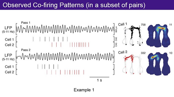 Observed Co-firing Patterns (in a subset of pairs) - Loren Frank