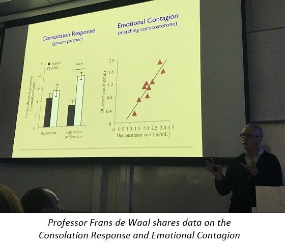 Consolation response / Emotional contagion - Frans de Waal