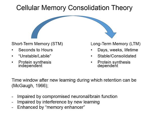 Cellular Memory Consolidation Theory - Karim Nader