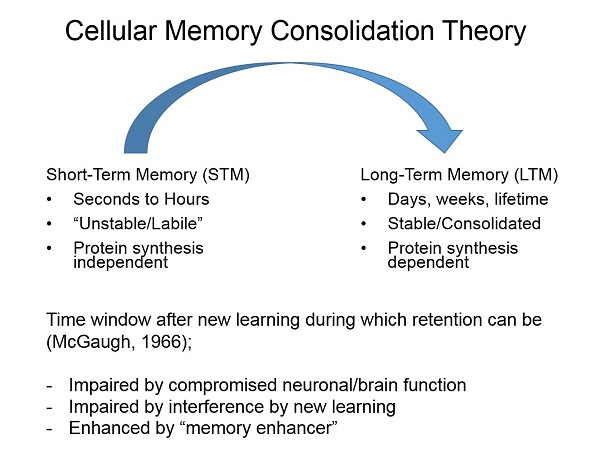 Cellular Memory Consolidation Theory - Karim Nader Cellular Memory Consolidation Theory - Karim Nader
