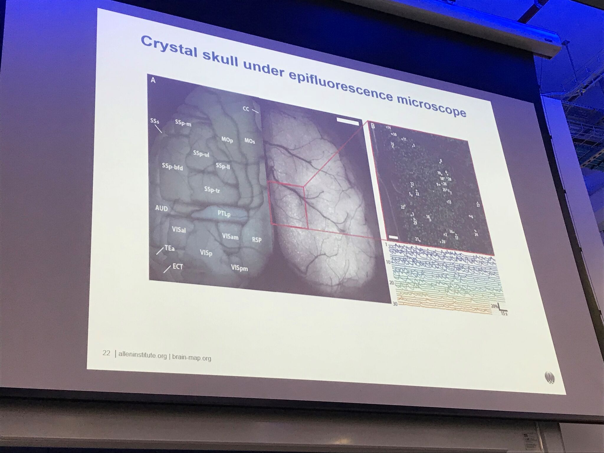 Crystal skull under epifluorescence microscope, from Jerome Lecoq's SWC seminar Crystal skull under epifluorescence microscope, from Jerome Lecoq's SWC seminar