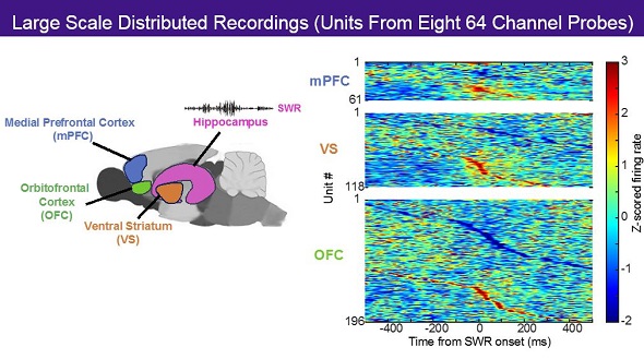 Brain and Raster of Large Scale Distributed Recordings - Loren Frank Brain and Raster of Large Scale Distributed Recordings - Loren Frank