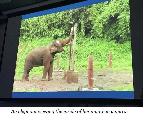 An elephant viewing the inside of her mouth in a mirror - Frans de Waal An elephant viewing the inside of her mouth in a mirror - Frans de Waal