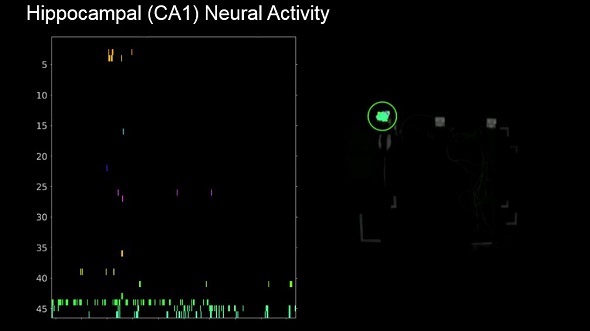 Hippocampal (CA1) Neural Activity - Loren Frank