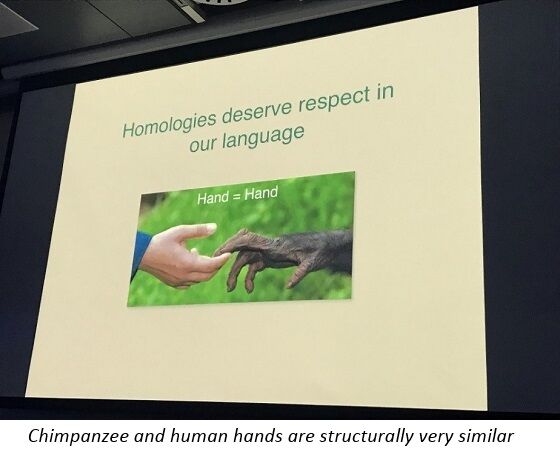 Homologies deserve respect in our language - Frans de Waal