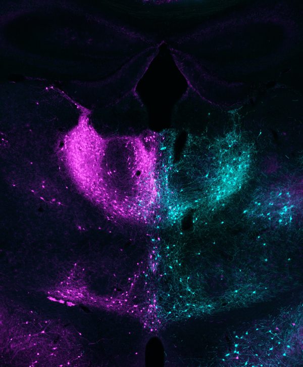 Marco Tripodi research image Marco Tripodi research image
