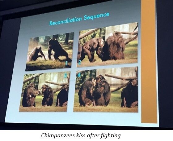 Reconciliation Sequence in Chimpanzees - Frans de Waal