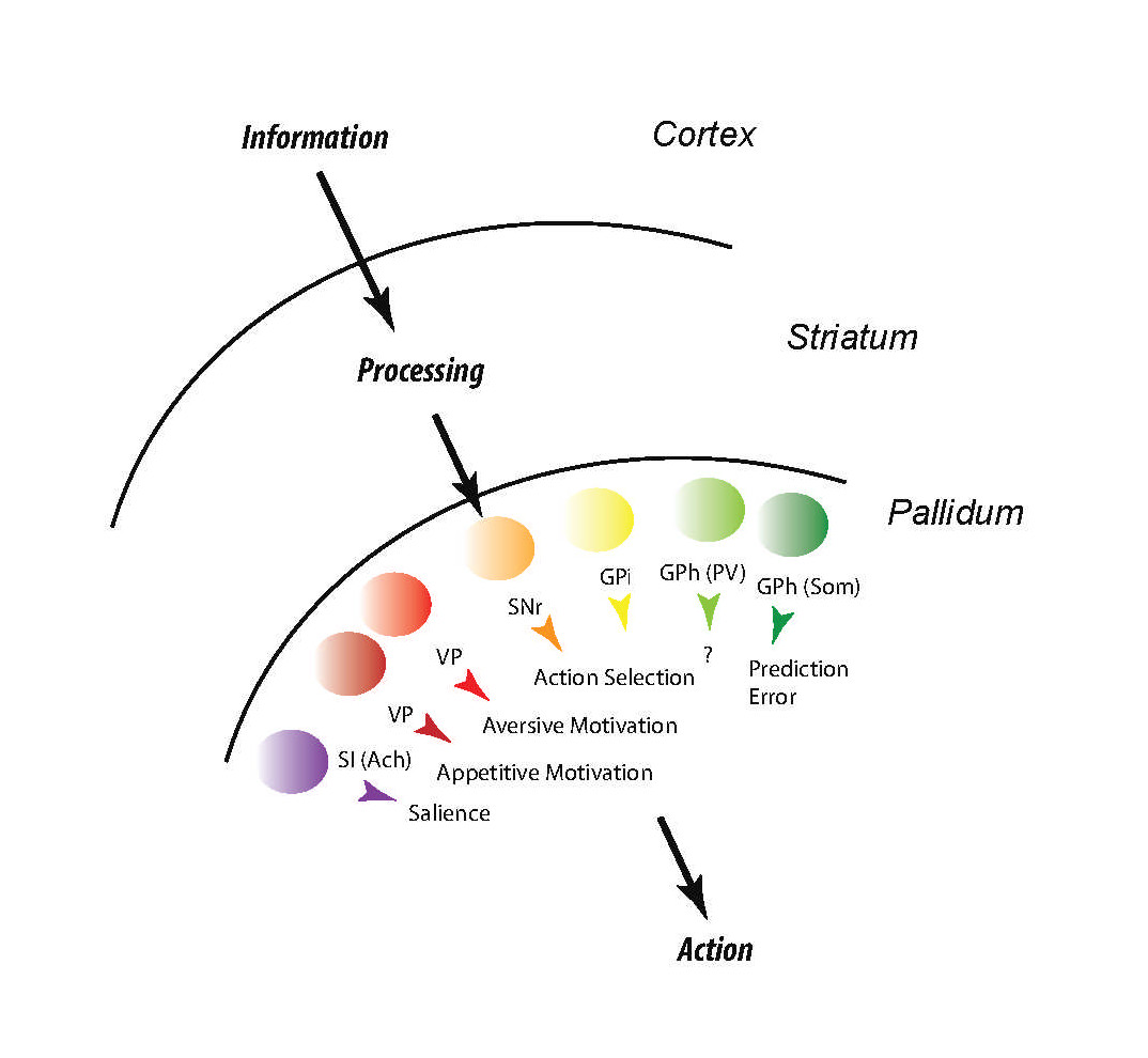 Scheme for the principle information extraction performed by the basal ganglia to support purposive action Scheme for the principle information extraction performed by the basal ganglia to support purposive action