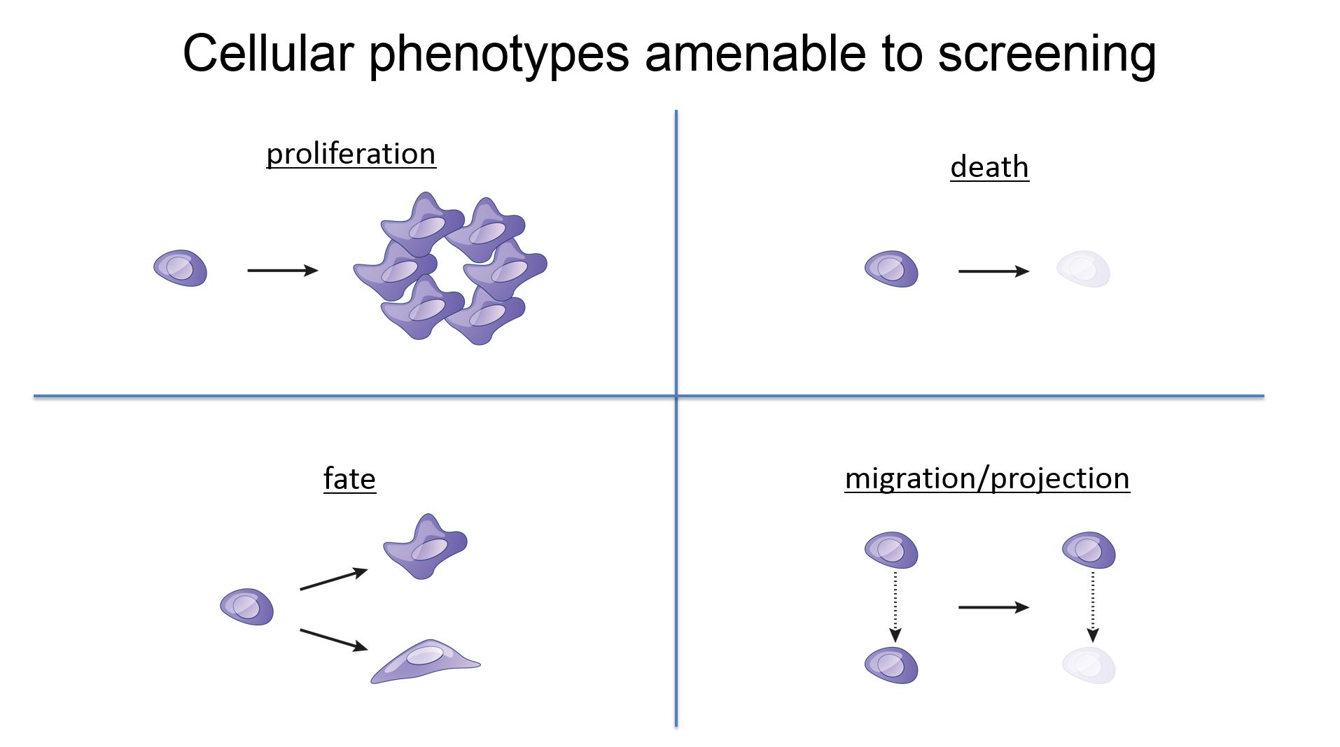 Cellular phenotypes amenable to screening