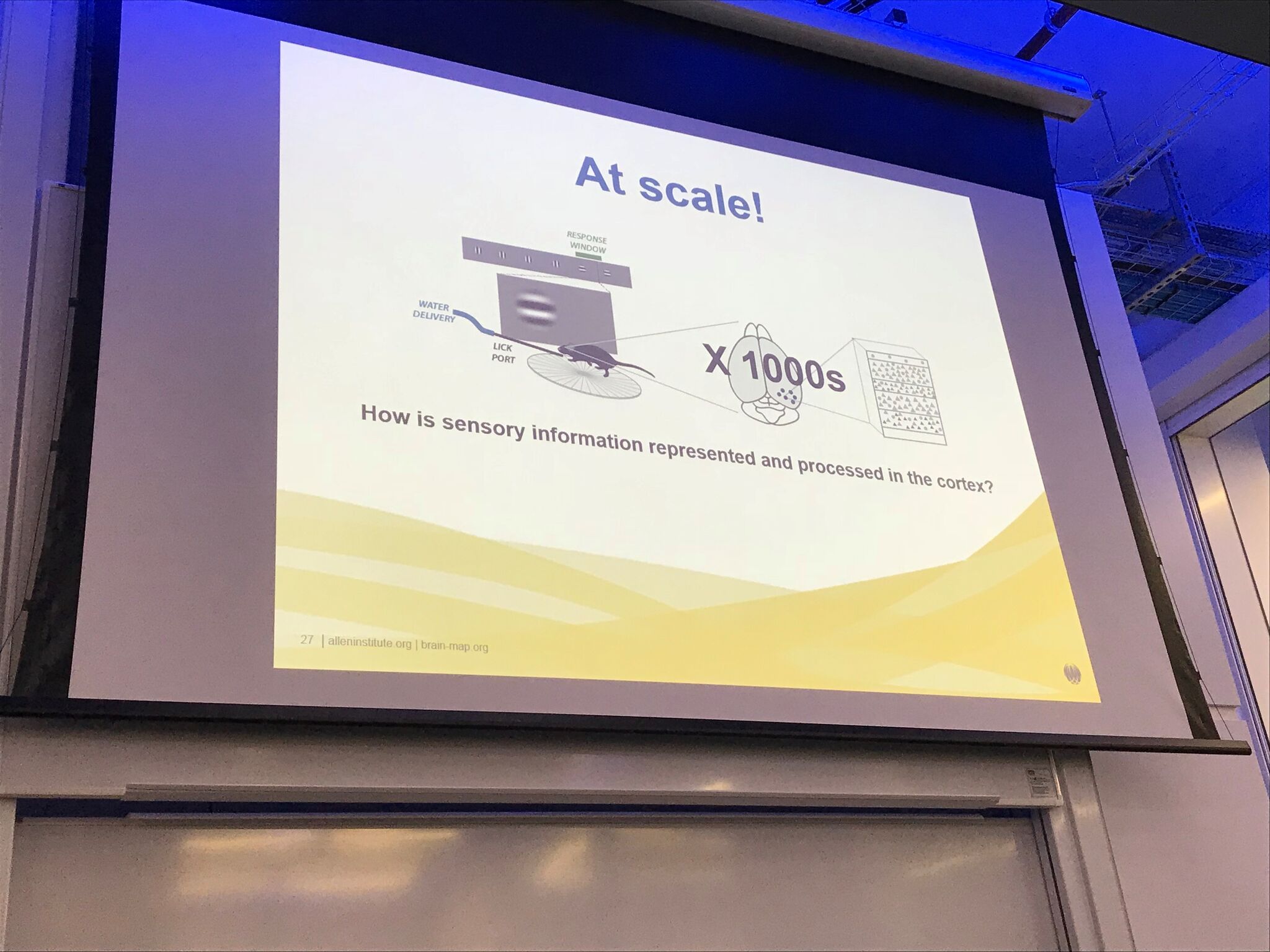 How is sensory information represented and processed in the cortex? from Jérôme Lecoq seminar How is sensory information represented and processed in the cortex? from Jérôme Lecoq seminar