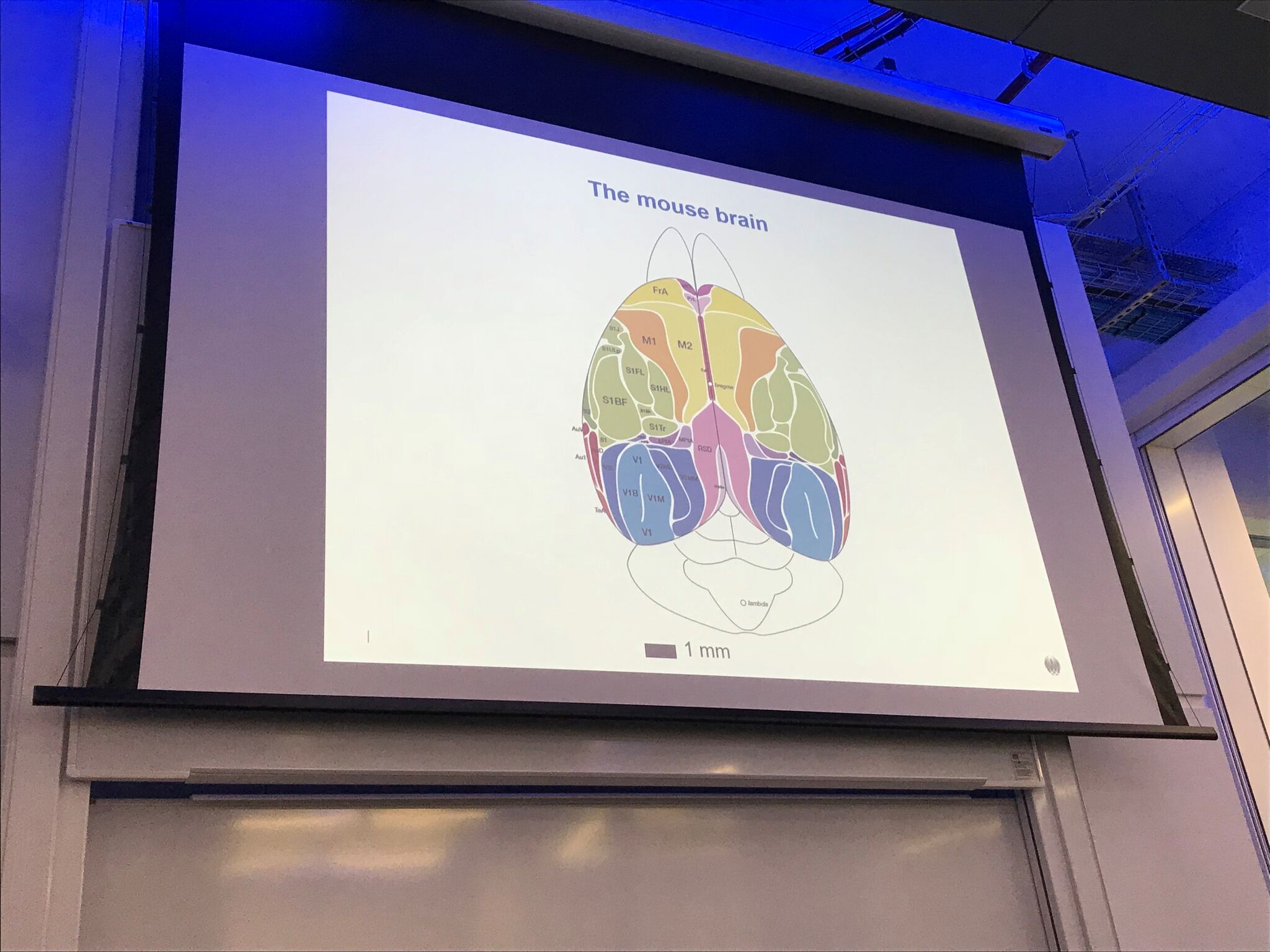 Slide showing diagram of a mouse brain from Jérôme Lecoq's seminar